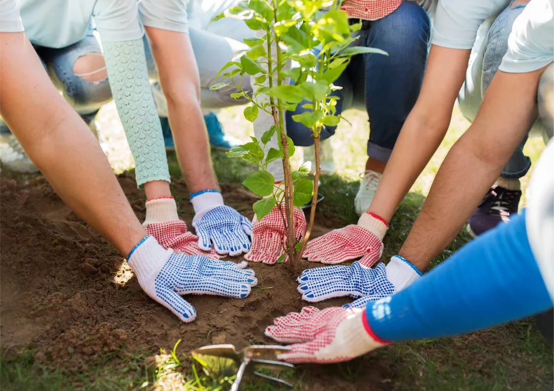 Several pairs of gloved hands reaching in together to press soil around a newly planted sapling